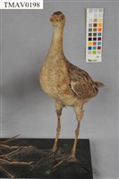 藏品(董雞)的圖片